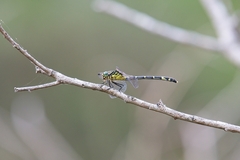 Austrogomphus amphiclitus