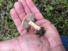 Pholiota velaglutinosa