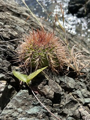 Melocactus intortus