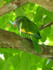 Brotogeris versicolurus