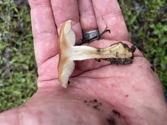 Pholiota velaglutinosa