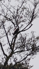 Rupornis magnirostris