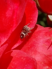 Phidippus californicus