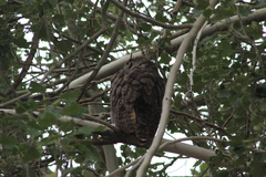 Bubo virginianus magellanicus