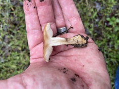 Pholiota velaglutinosa