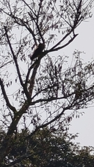 Rupornis magnirostris