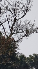 Rupornis magnirostris