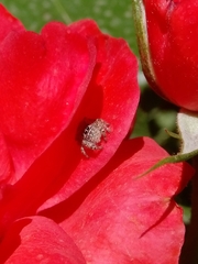Phidippus californicus
