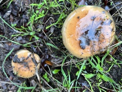 Pholiota velaglutinosa