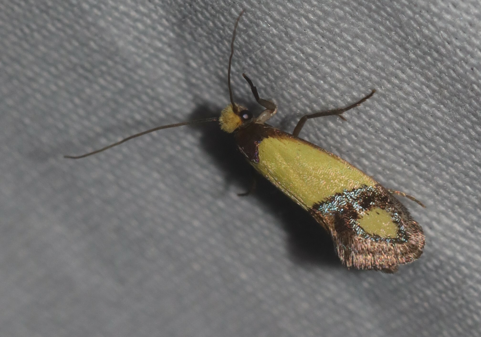 Teed Insect Tineidae