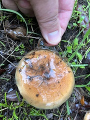 Pholiota velaglutinosa