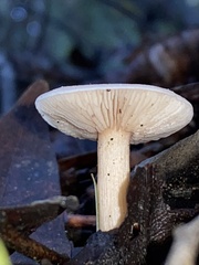 Hebeloma velutipes