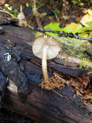 Pluteus umbrosus