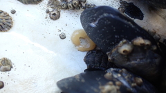 Siphonaria australis