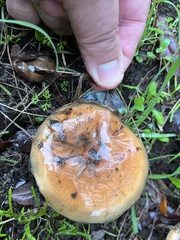 Pholiota velaglutinosa