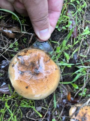 Pholiota velaglutinosa