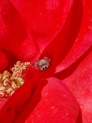 Phidippus californicus