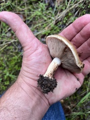 Pholiota velaglutinosa
