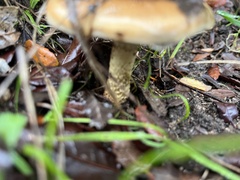Pholiota velaglutinosa