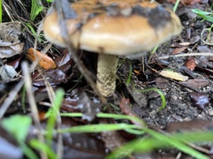 Pholiota velaglutinosa