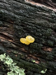 Dacrymyces capitatus
