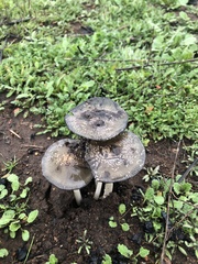 Coprinellus bipellis
