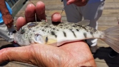 Sphoeroides maculatus