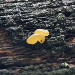 Dacrymyces capitatus