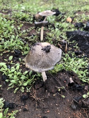 Coprinellus bipellis