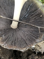 Coprinellus bipellis