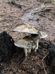 Coprinellus bipellis