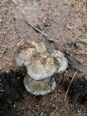 Coprinellus bipellis