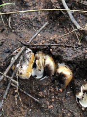 Coprinellus bipellis