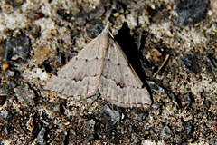 Dichromodes