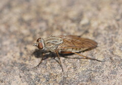 Anabarhynchus