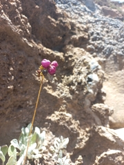 Calceolaria arachnoidea