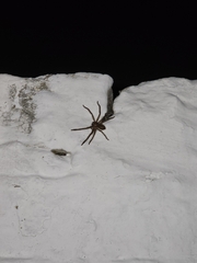Polybetes rapidus
