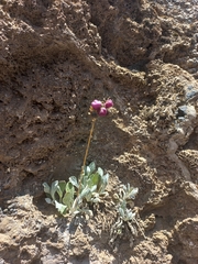Calceolaria arachnoidea