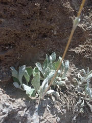 Calceolaria arachnoidea