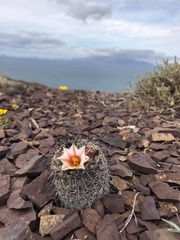 Mammillaria goodridgii