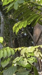 Saguinus imperator subgrisescens