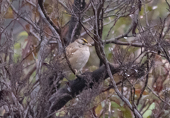 Zonotrichia leucophrys × atricapilla