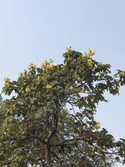 Cochlospermum vitifolium