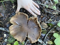 Omphalotus olivascens