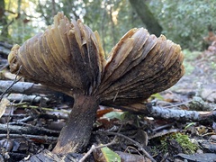 Omphalotus olivascens