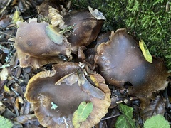 Omphalotus olivascens