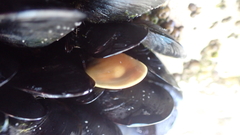 Mytilus planulatus