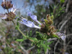Salvia eremostachya
