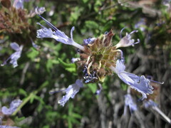 Salvia eremostachya