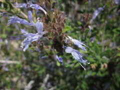 Salvia eremostachya